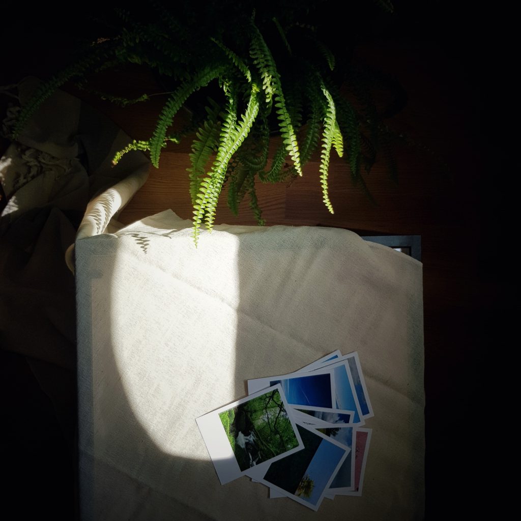 Pflanze, Tisch und Bilder